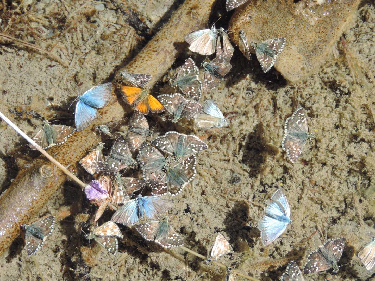 Una strage di farfalle: identificazioni e cause?